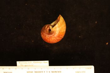 Media type: image; Malacology 125222
